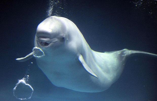beluga-whale-bubble_782214i